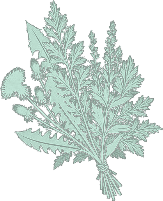 Illustration of a bundle of green herbs